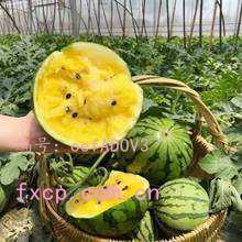 ֻ